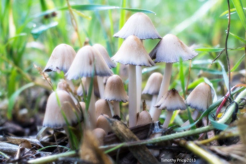 Mushrooms in the yard Tim Price