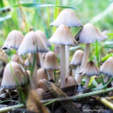 Mushrooms in the yard Tim Price