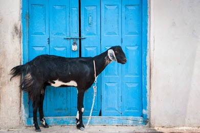 Black Goat Blue Door iStock