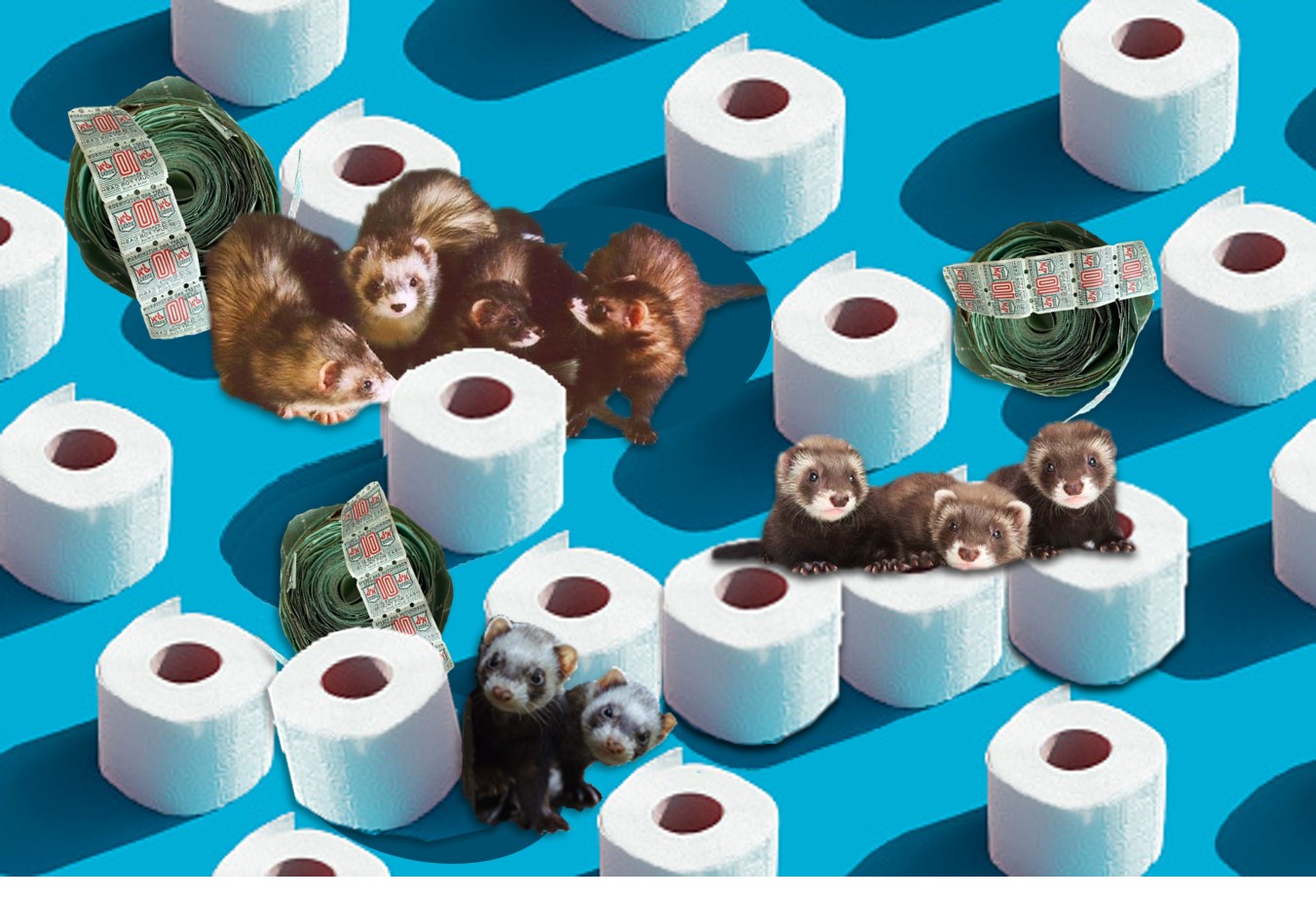 Ferrets & TP by Teagan