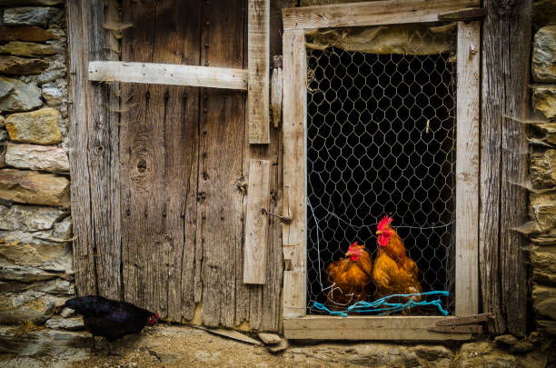 2 Chickens at coop door iStock