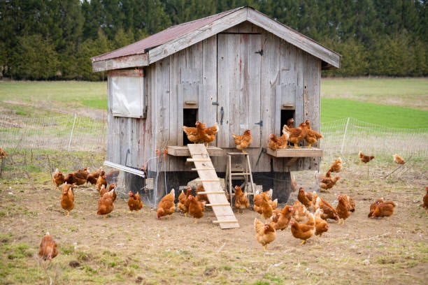 3-Door Coop many chickens iStock
