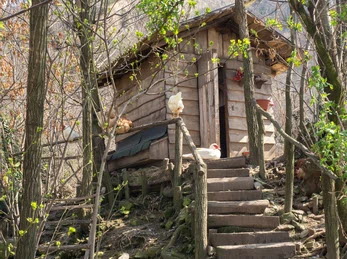 Rustic hen house stairs ShutterStock