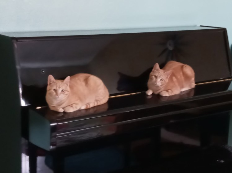 2 Ginger cats on my piano