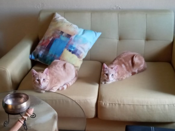 Velma Daphne sofa 02-12-2023