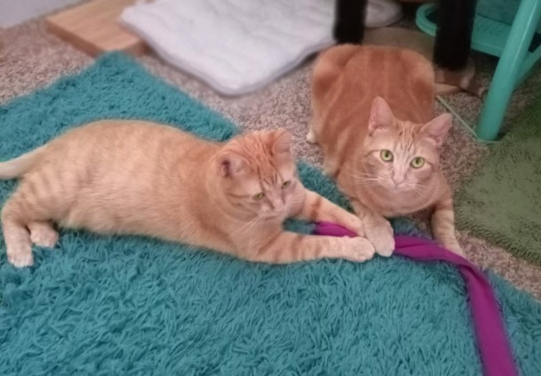 Velma (L), Daphne (R), September, 2023