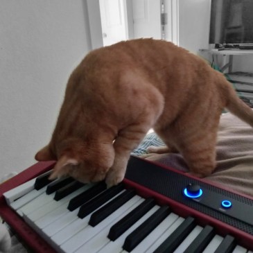 Velma learning to play the keyboard