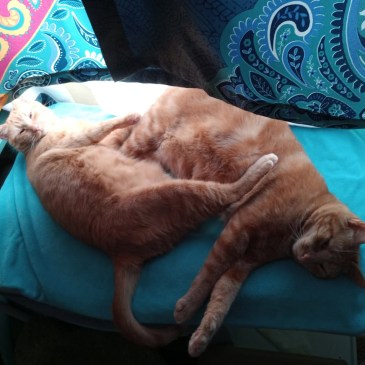 Velma Daphne Sunbed nap