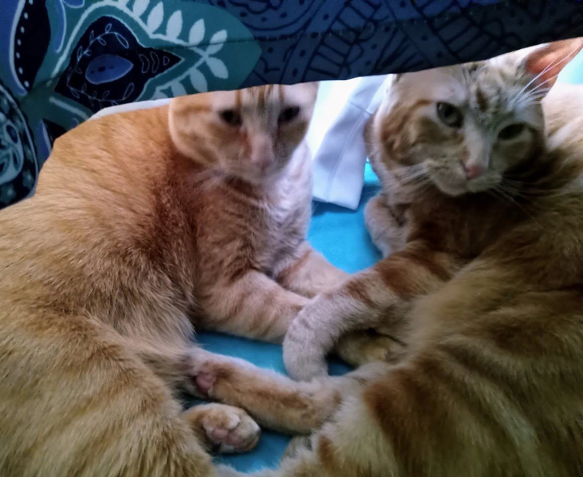 Velma n Daphne under curtain in sun