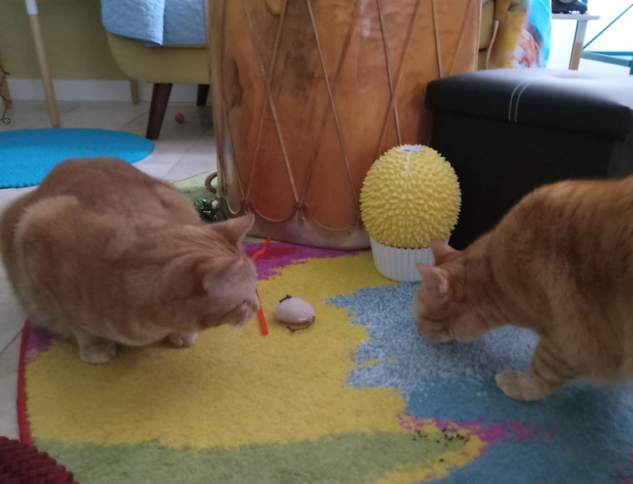 Velma (L), Daphne (R)