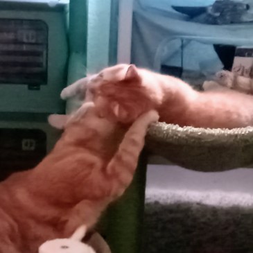 Daphne in lower hammock, grabbing Velma in upper hammock