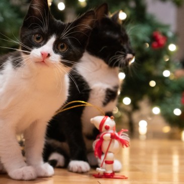 What do you mean? (Mark Wright, Pixabay)