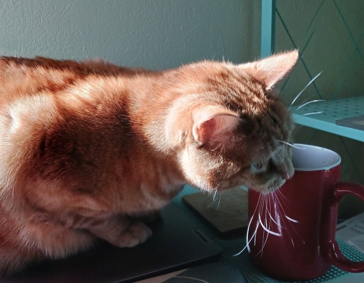 Daphne at coffee mug