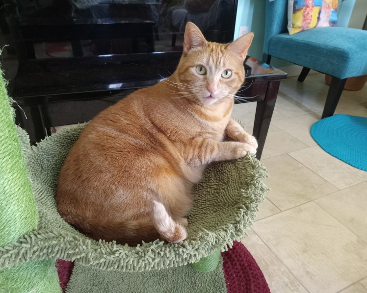 Ginger cat Daphne in hammock puzzled
