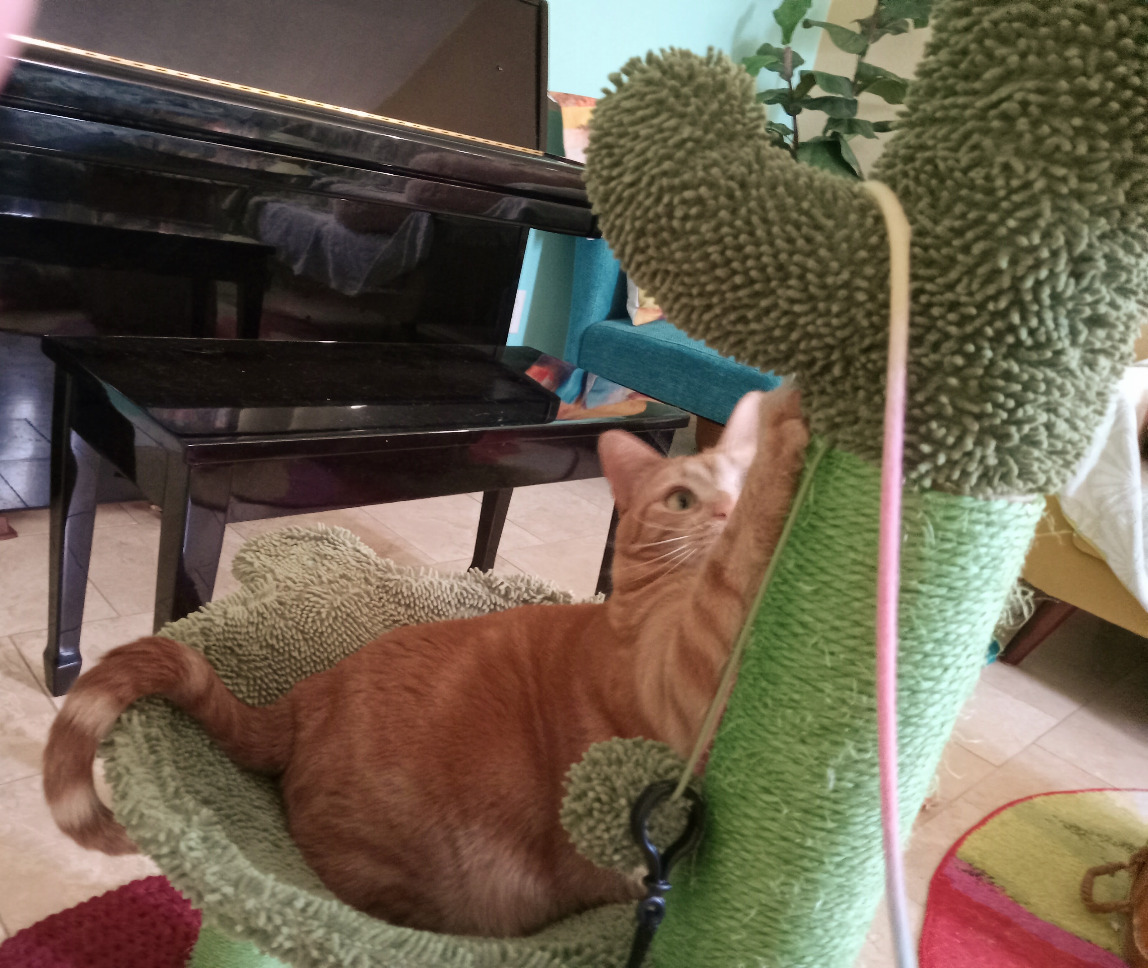 Daphne reaching up in hammock