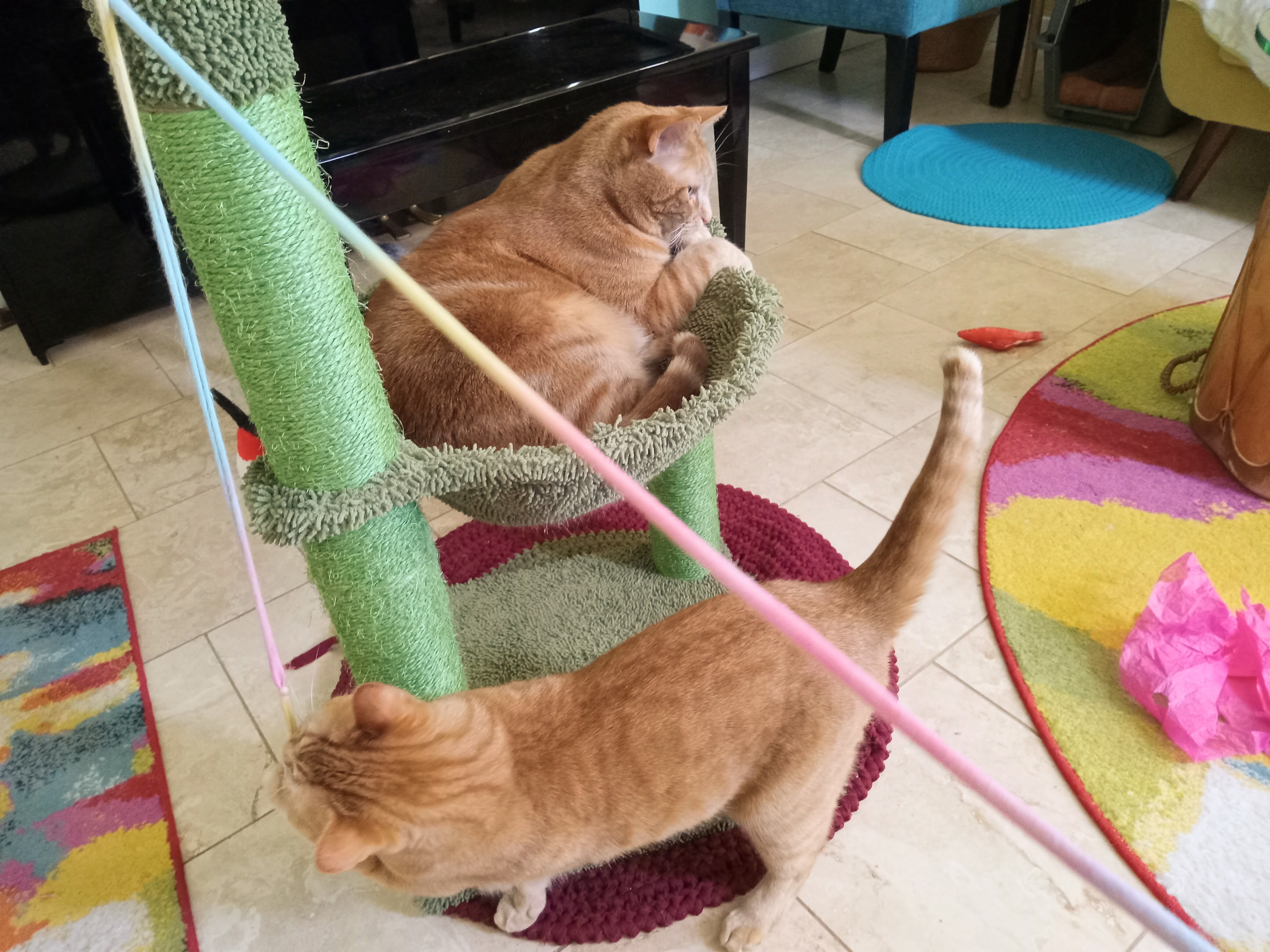 Daphne hammock, Velma below