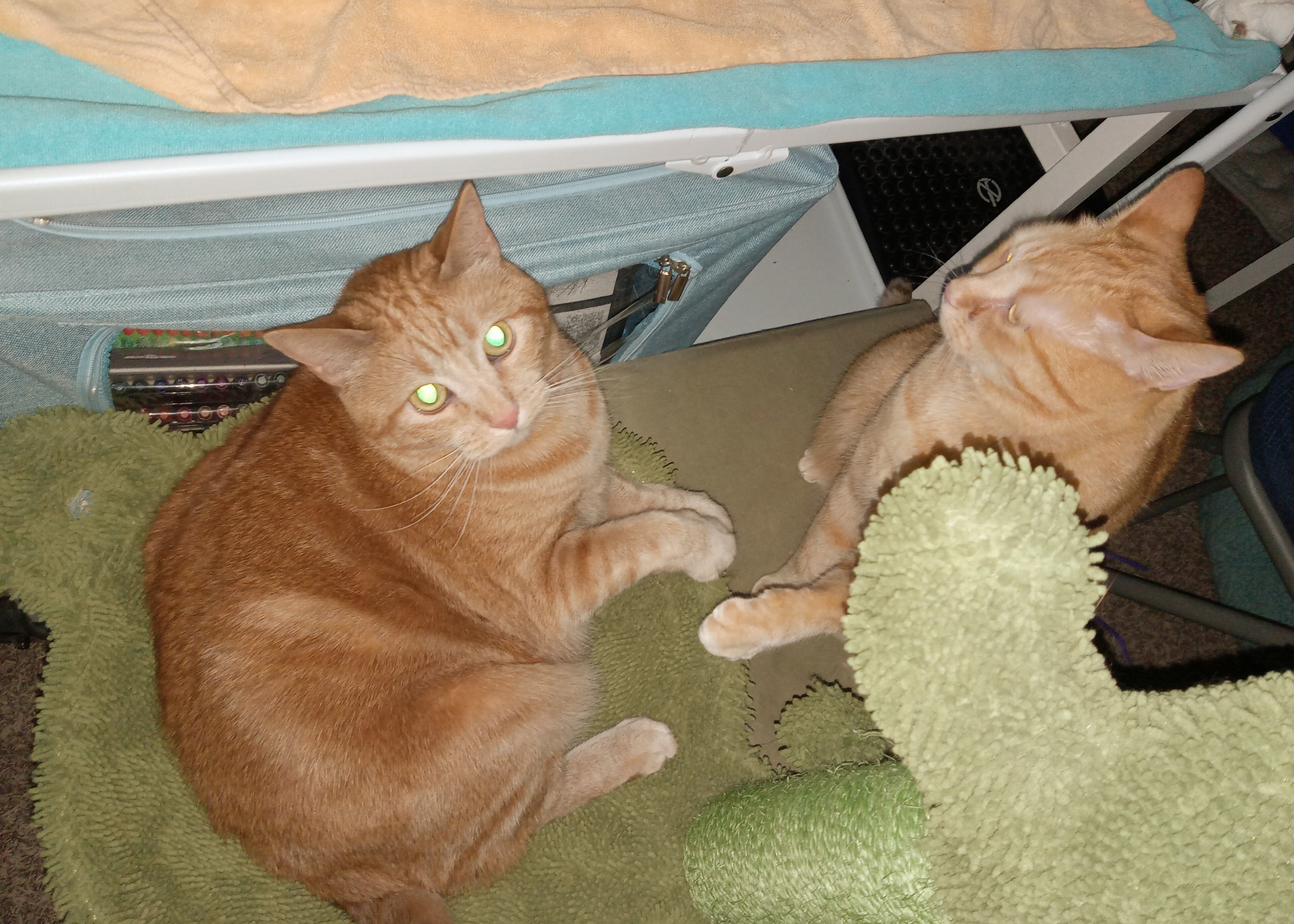 Daphne w Laser Eyes n Velma fight