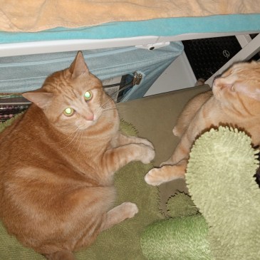 Daphne w Laser Eyes n Velma fight