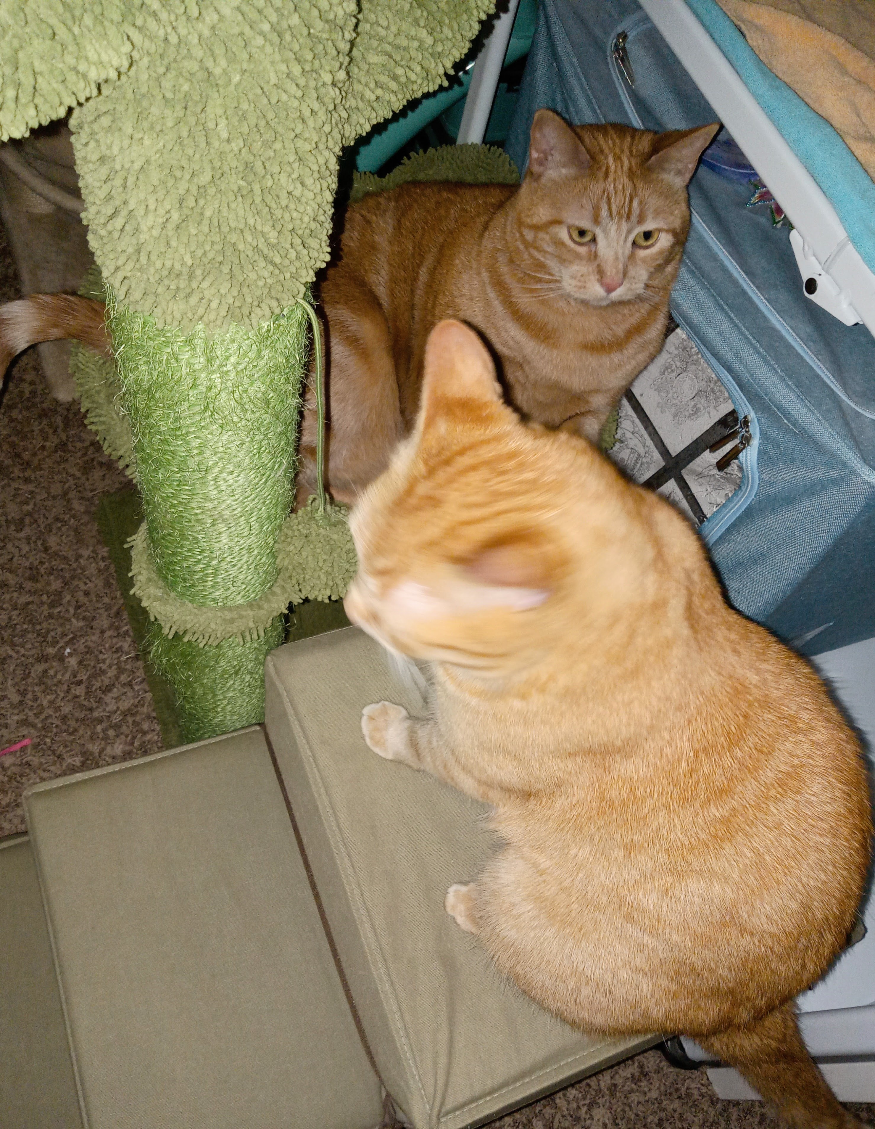 Velma (foreground) & Daphne argue