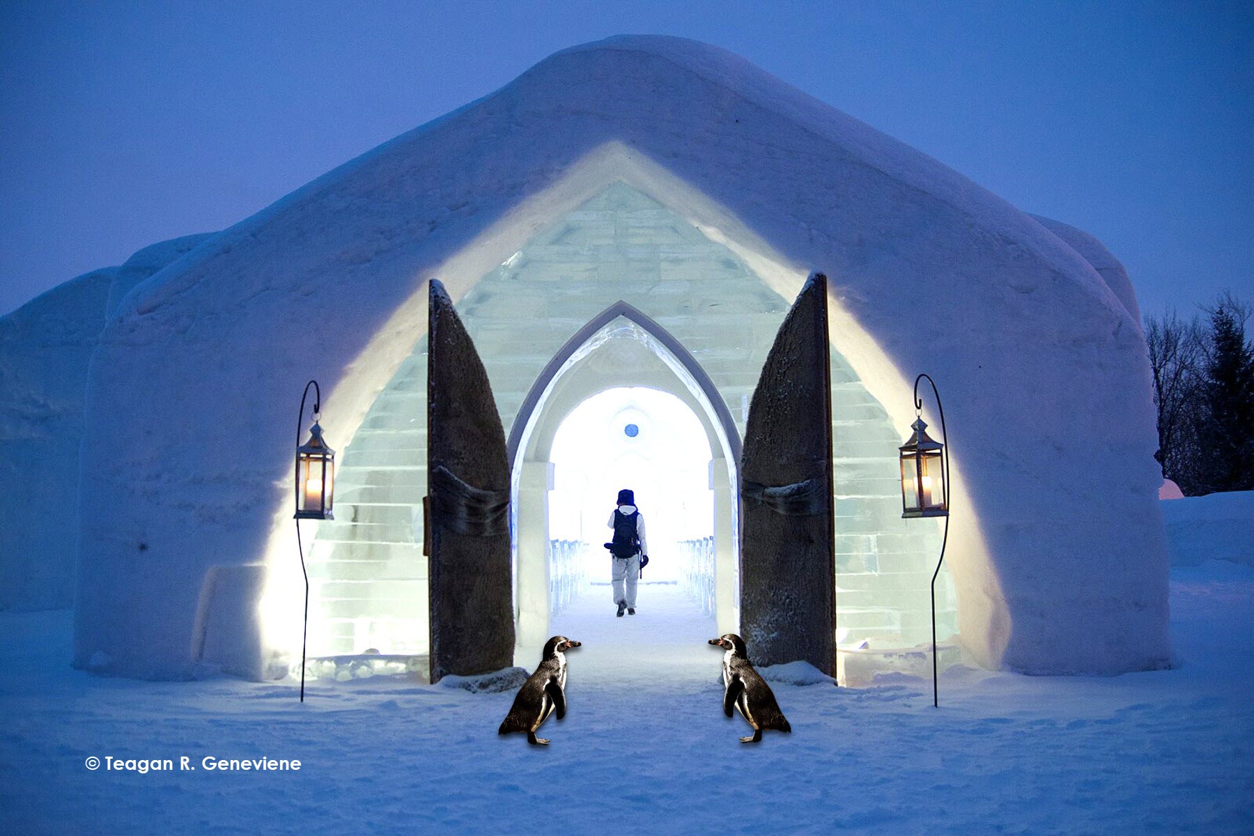 The Ice Hotel penguins