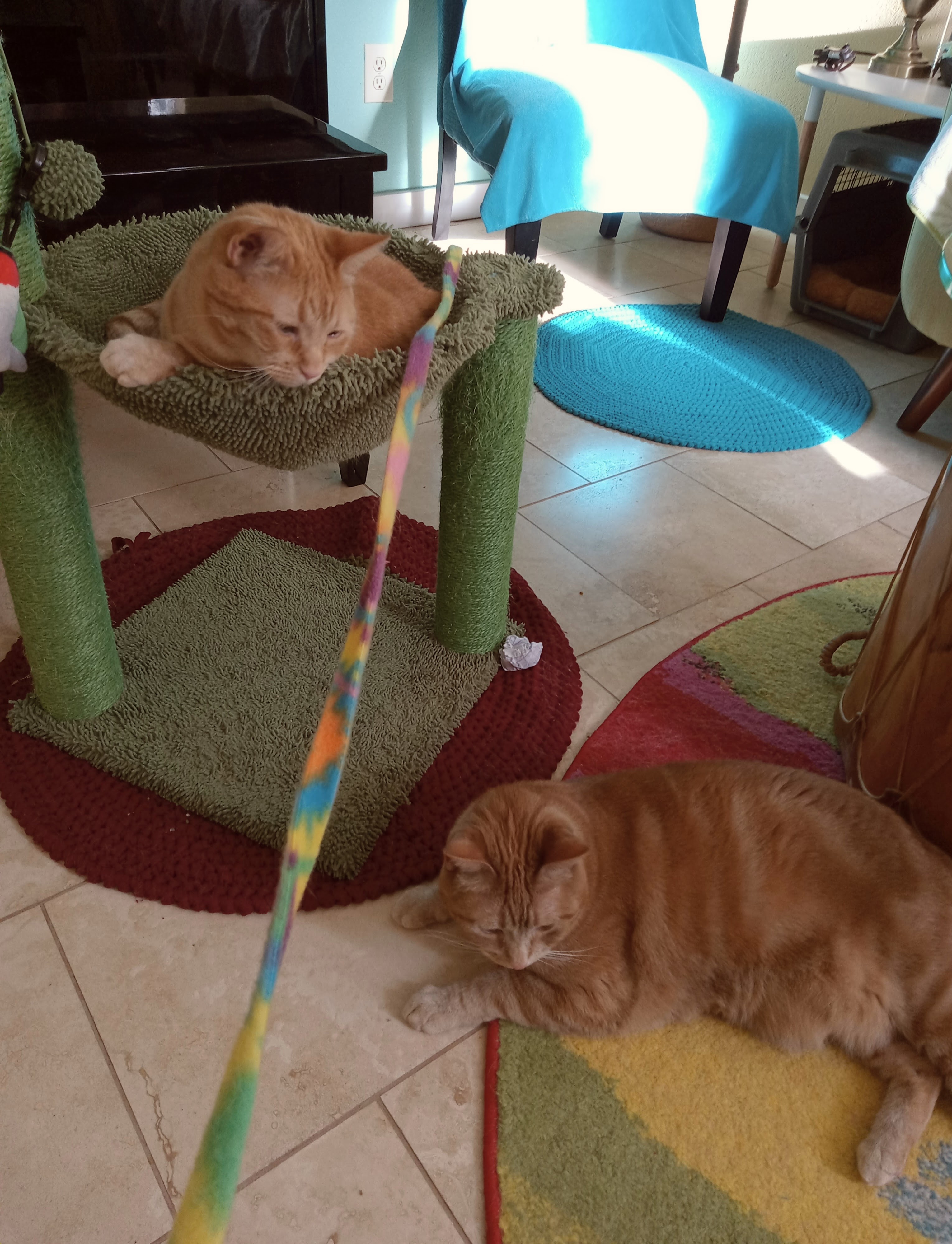 Velma Daphne lazy play cats