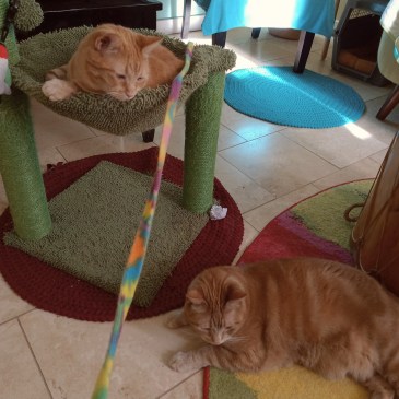 Velma Daphne lazy play cats