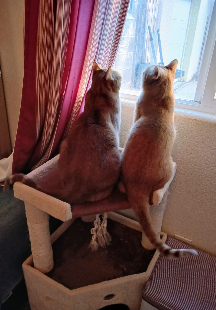 Daphne Velma in window