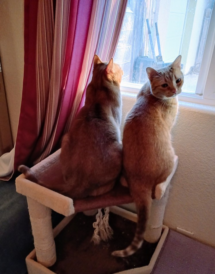 Daphne Velma looking out the window at wheelbarrow