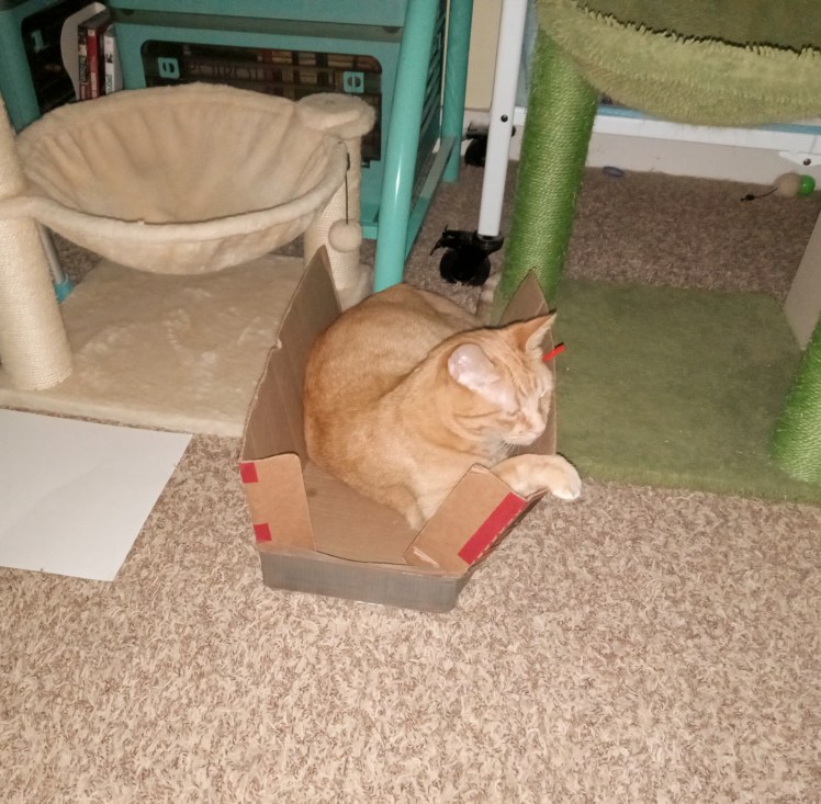 Velma in narrow box 06-25-2025