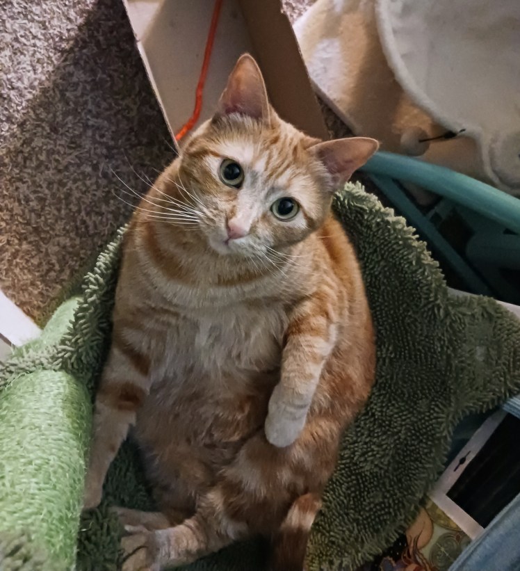 Daphne ready for hammock bath