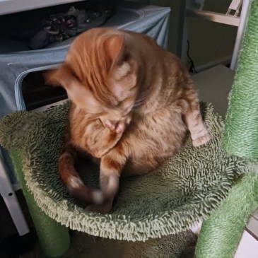 Daphne hammock washing toes