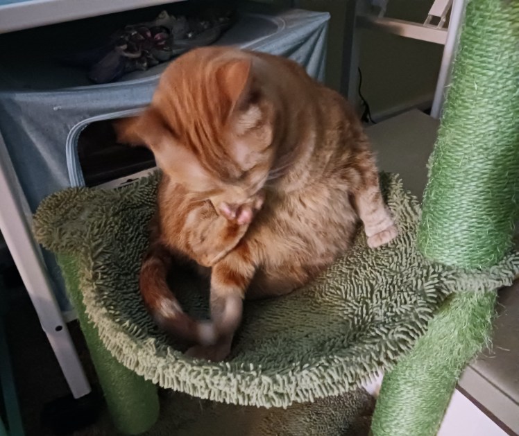 Daphne hammock washing toes