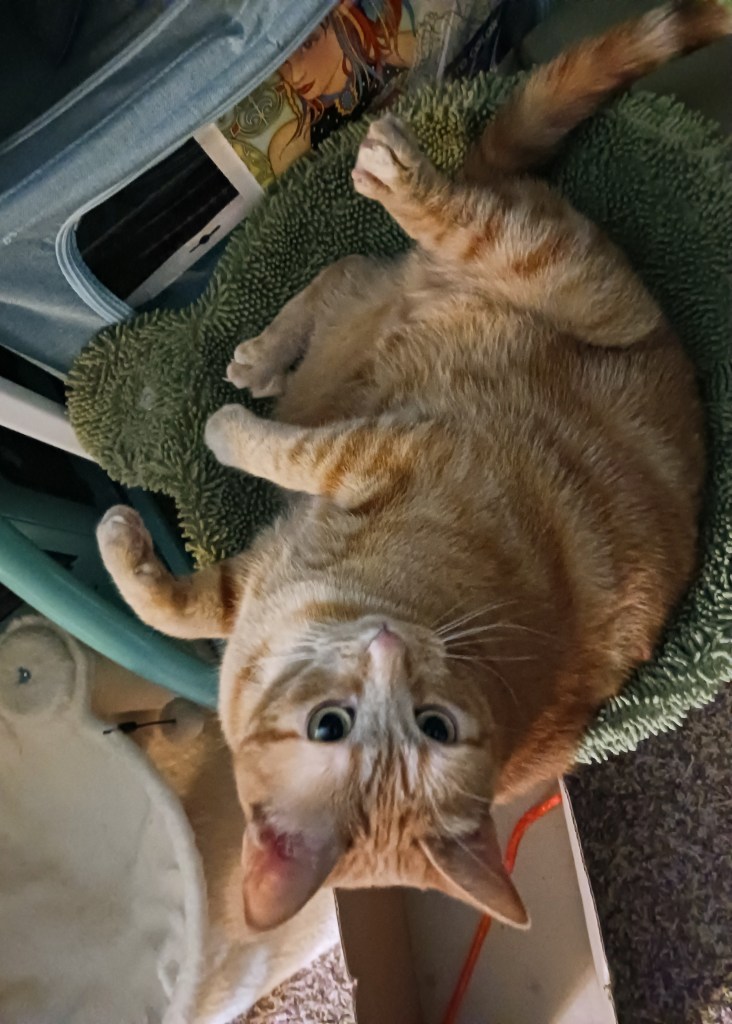 Daphne in hammock upside down