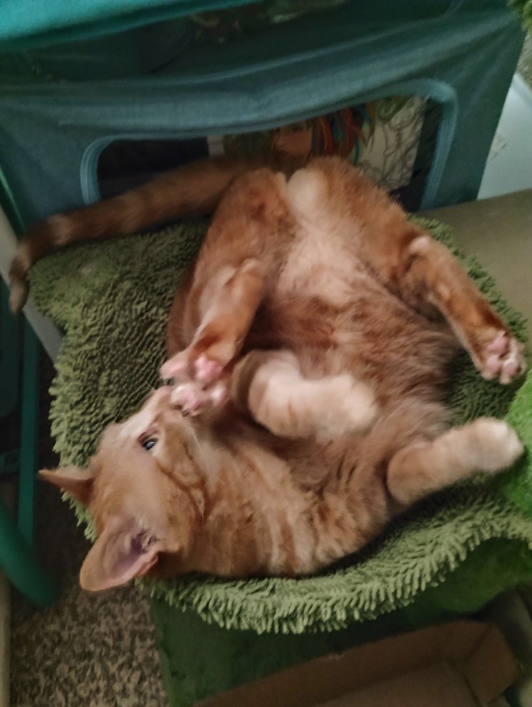 Daphne upside down washing toes 07-2025