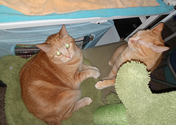 20250-4-15 Daphne eyes Velma