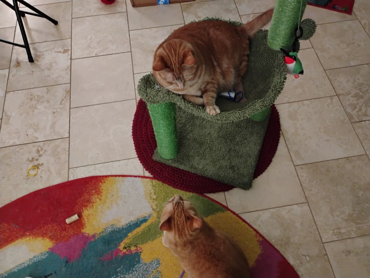 Daphne hammock Velma still looking for trouble 08-2025