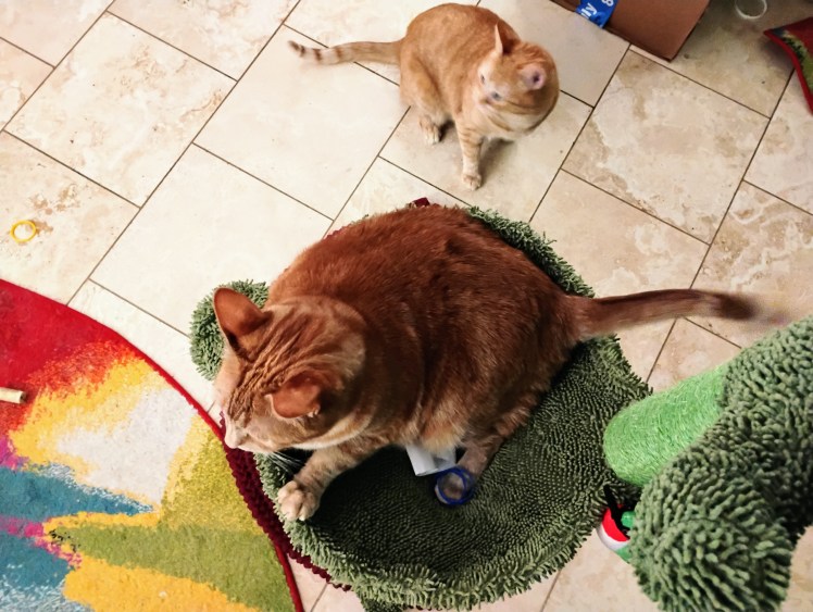 Daphne hears Velma behind 08-2052