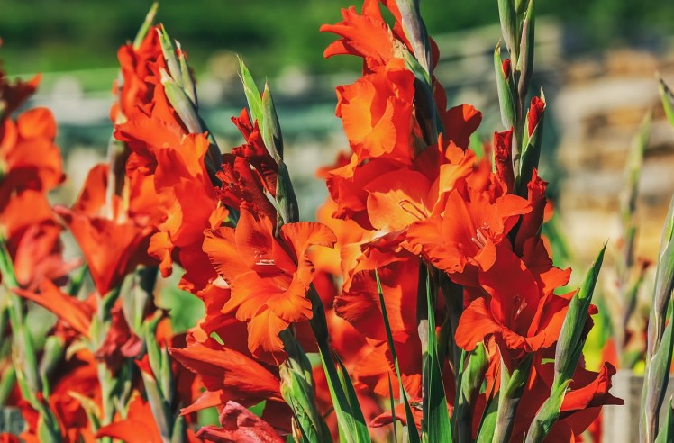 gladiolus orange outside Pixabay