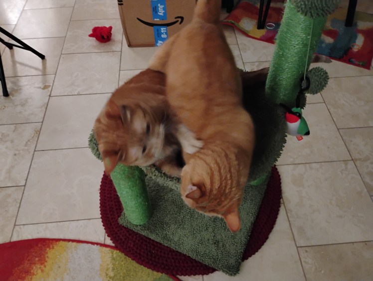 Velma jumped on top Daphne shakes head 08-2025