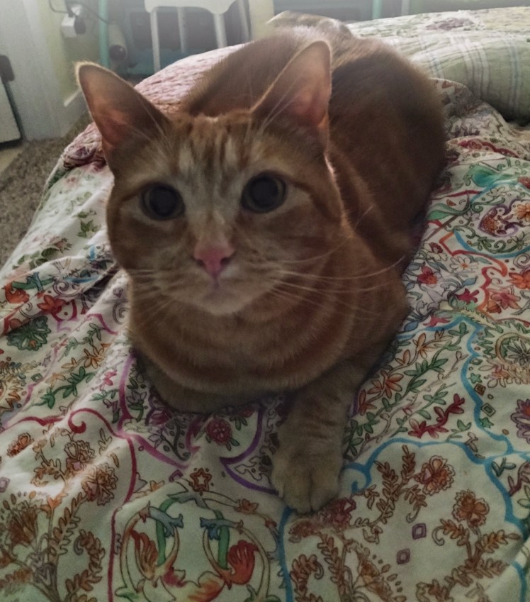 Daphne on bed questioning