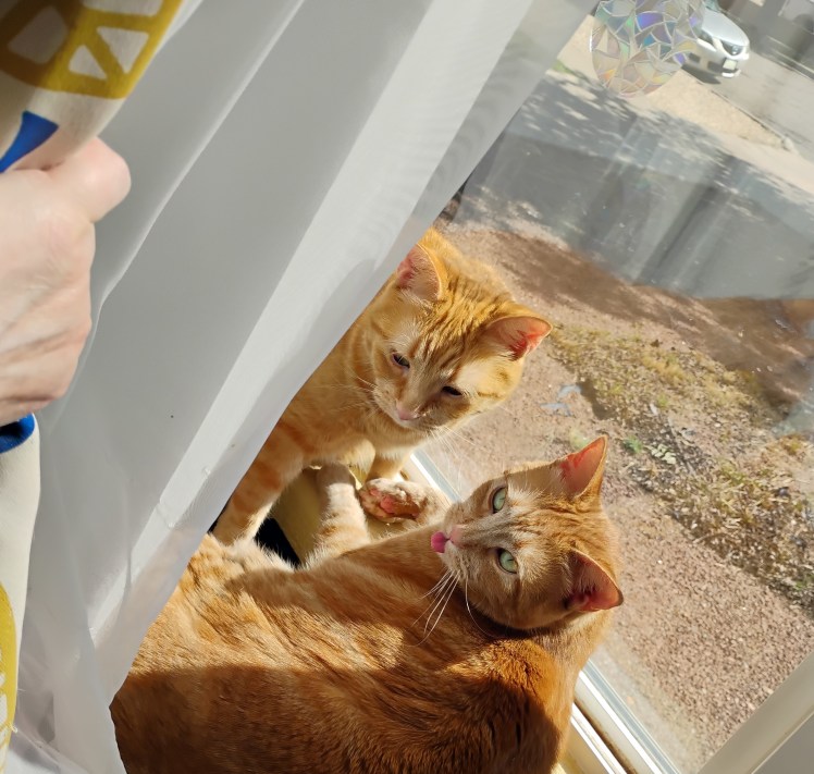 Velma Daphne-tongue cats closeUp 09-2025