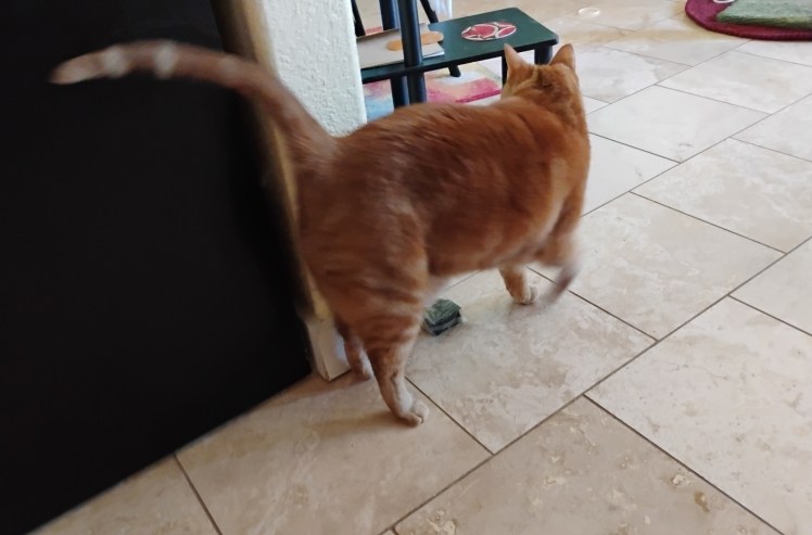 2025-11-03 Daphne walking away