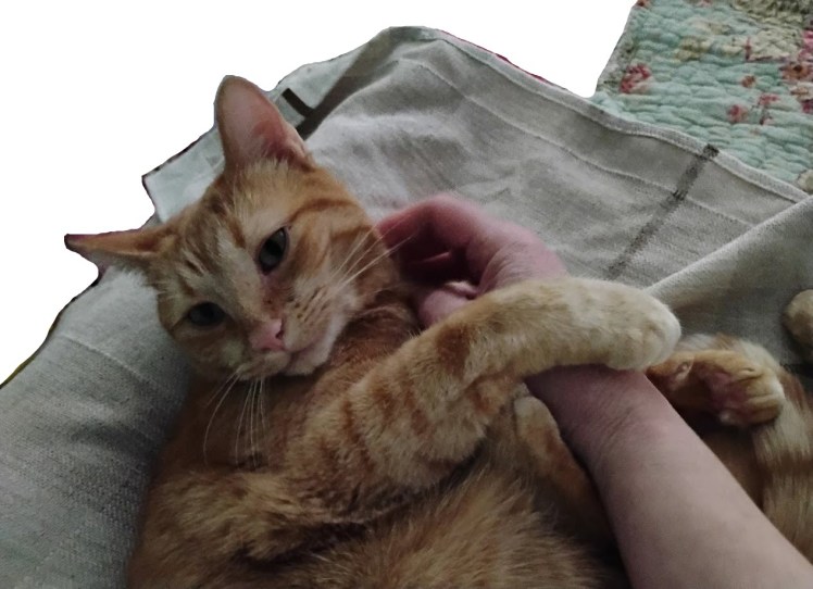 2025-11-03 Velma cheek scratch-3 dont stop