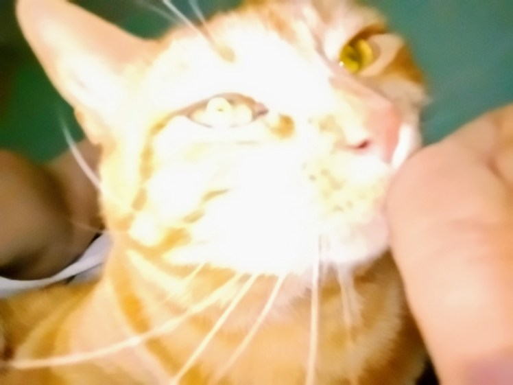 Daphne as Energy Oracle