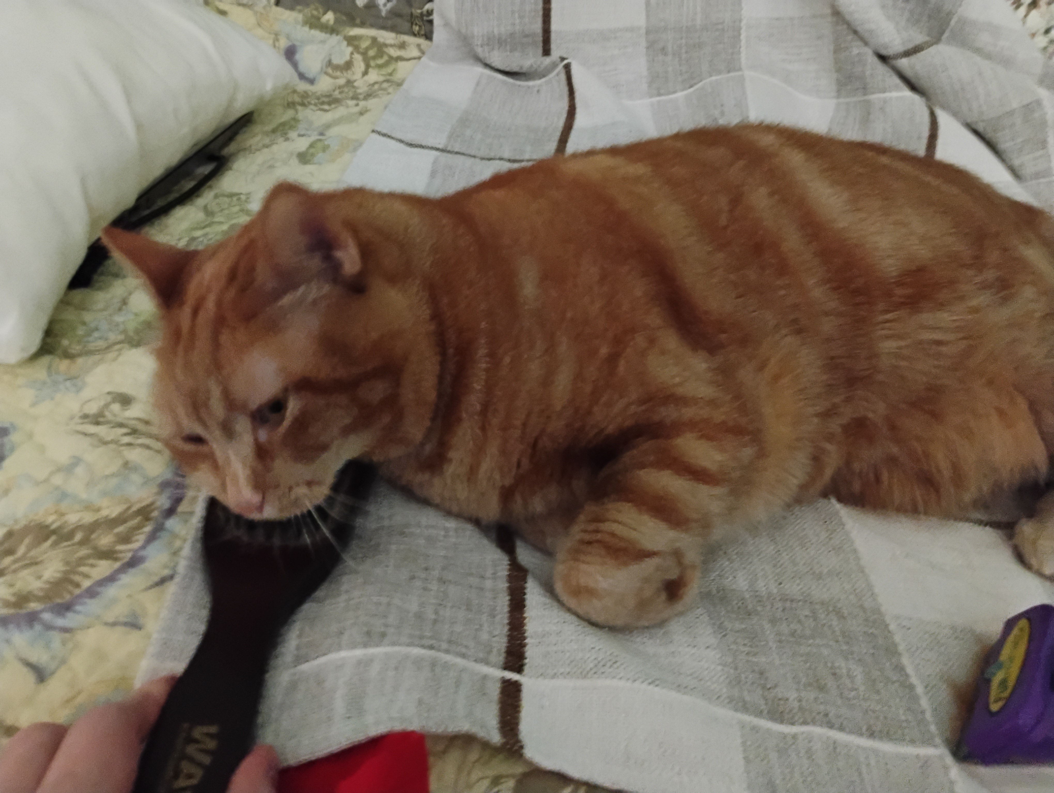 Daphne with soft brush