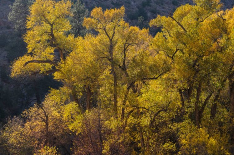 GoldenCottonwood trees autumn Bandelier National Monument NM Getty Images