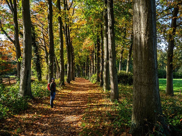 Hiker forest Lochem Netherlands photo Ana Fernandez_Getty