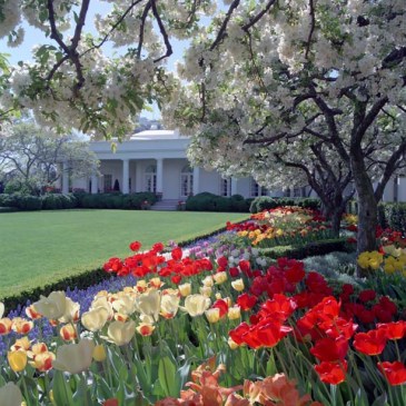 White House Rose Garden 1988 Wikipedia