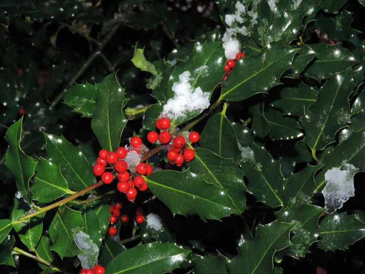 Holly and red-berries sleet Pixabay