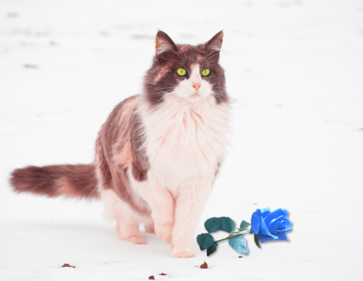 Composite image by Teagan Geneviene Lilith Blue Rose snow
